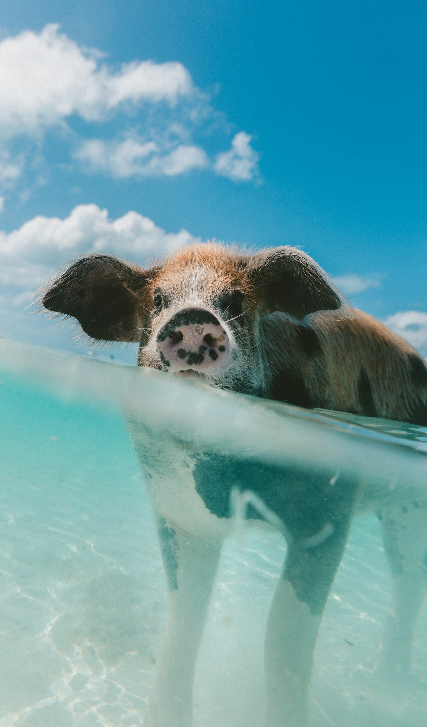 A pig swimming in clear turquoise water in the Bahamas